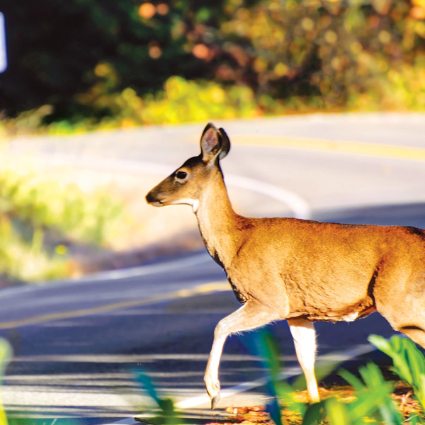 deer crossing