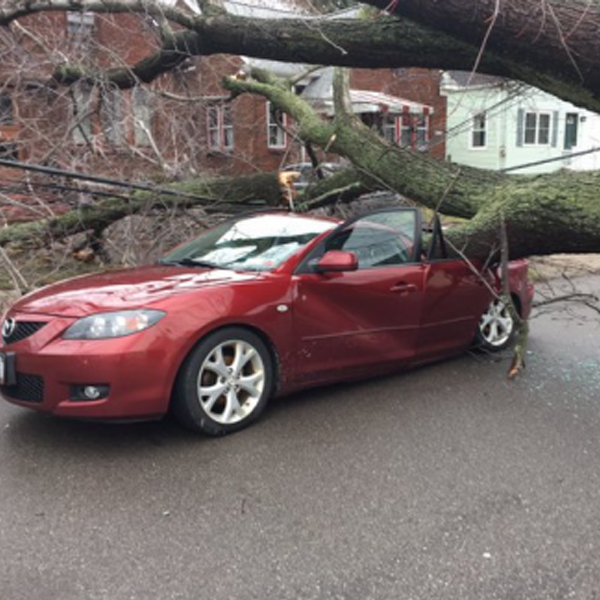 tree landing on car