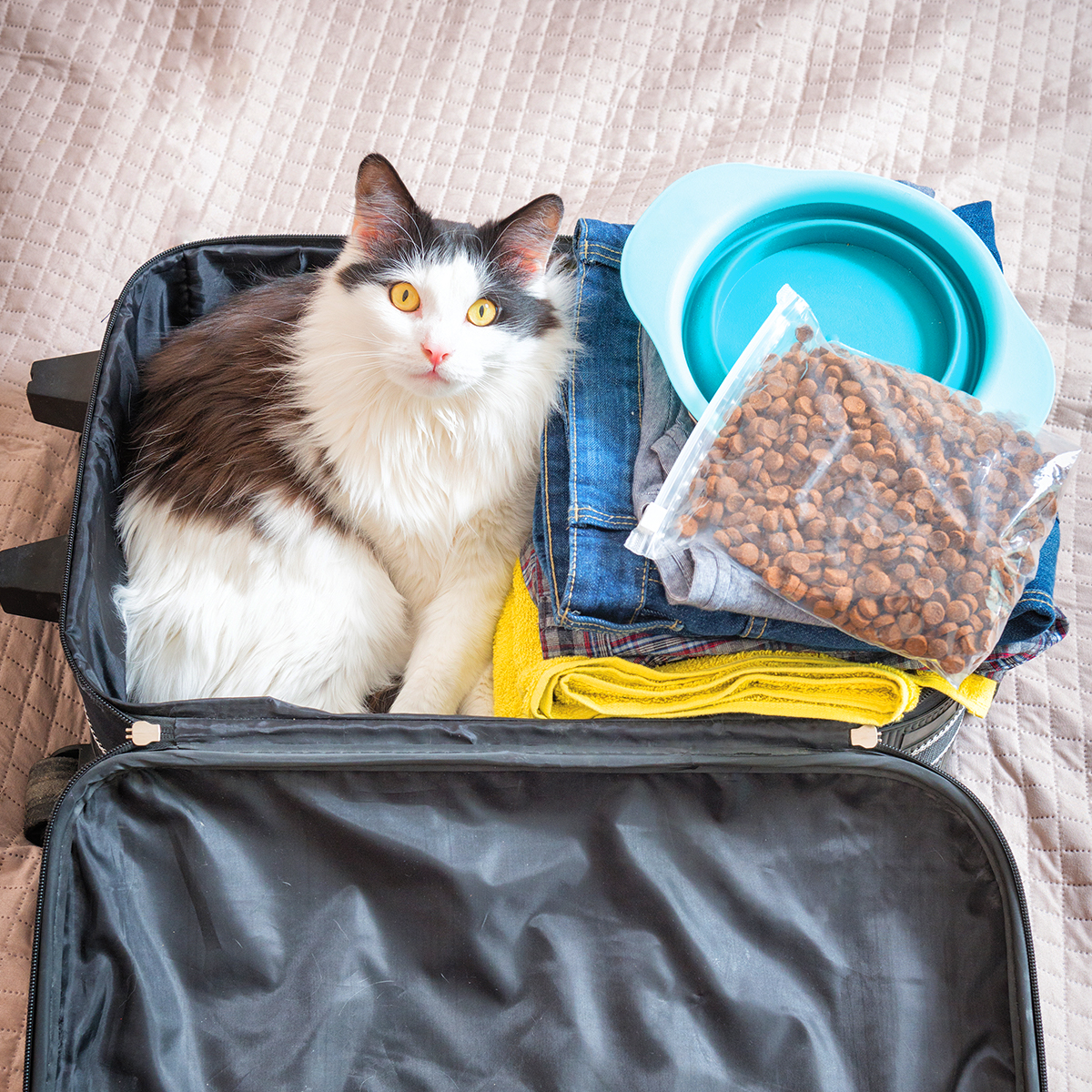 Traveling with Pets