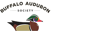 Buffalo Audubon Society featuring a mallard duck