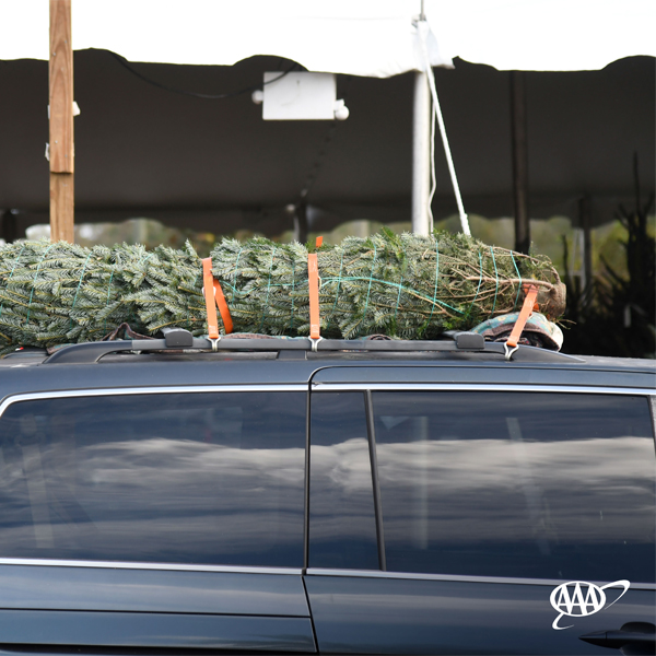 Transporting Christmas Tree