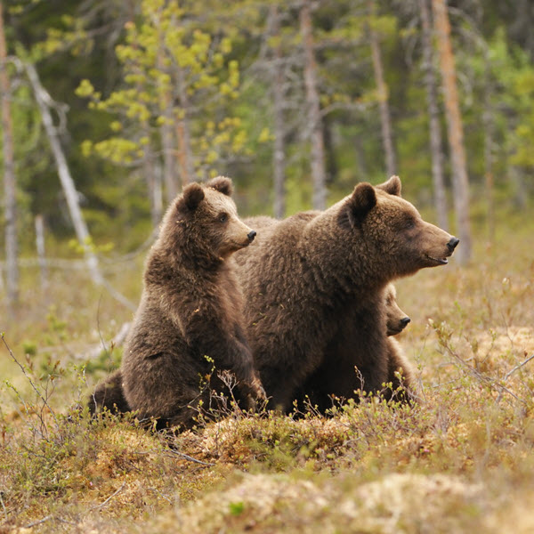 mother and baby bear