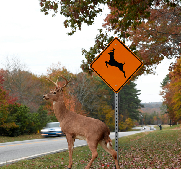 deer collisions