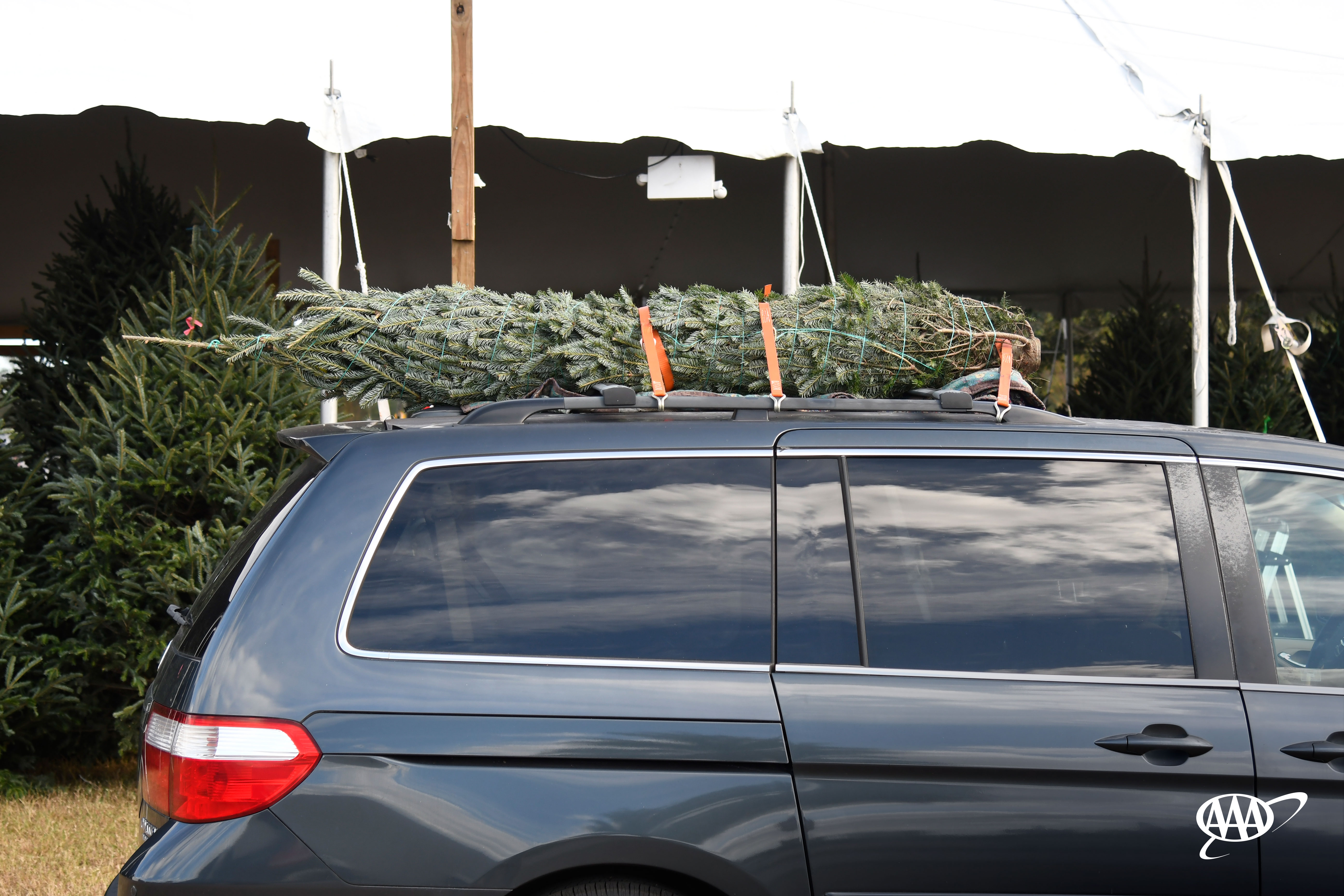 transporting a Christmas tree