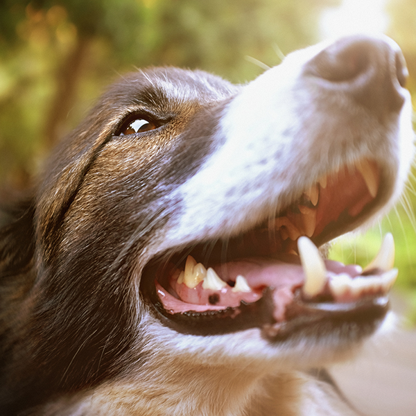 A Lifelong Commitment: The Oldest Pets of All-Time
