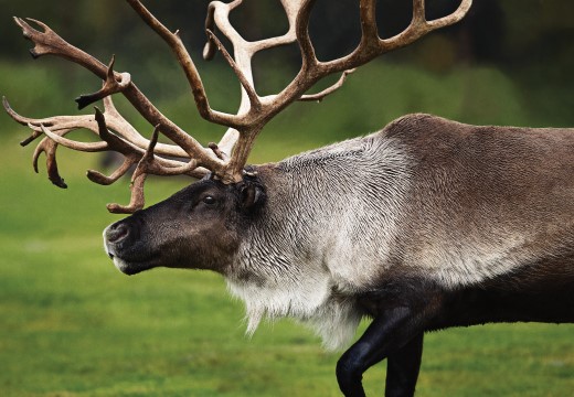 moose