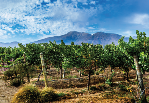 vineyard in Santiago, Chile