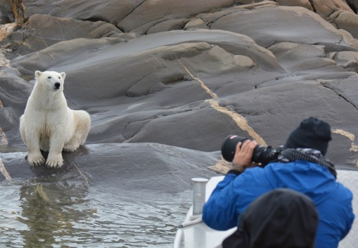 photographer and polar bear