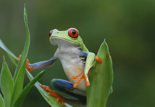 tree frog
