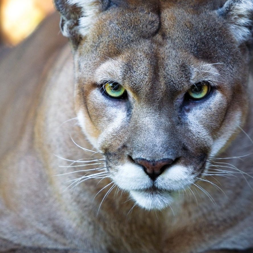 Panther Panther