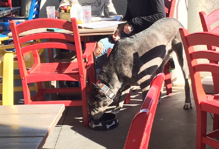 Rita's Seaside Grille in Folly Beach features a dog friendly patio.