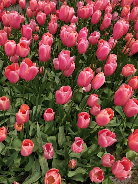 Amsterdam tulips