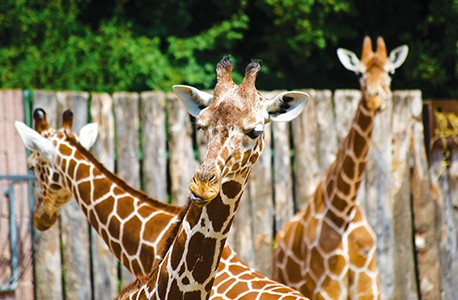 giraffes at the buffalo zoo