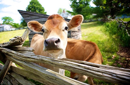 Brown cows old wooden fence