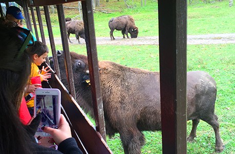 American Bison approaches Safari tour