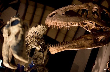 Dinosaur skeletons