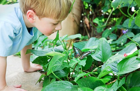 Boy watching a butterfly