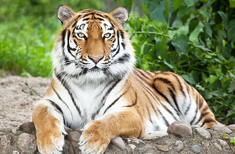 Toronto Zoo tiger