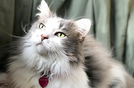 cat image