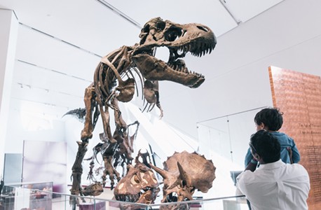 dinosaur fossil image